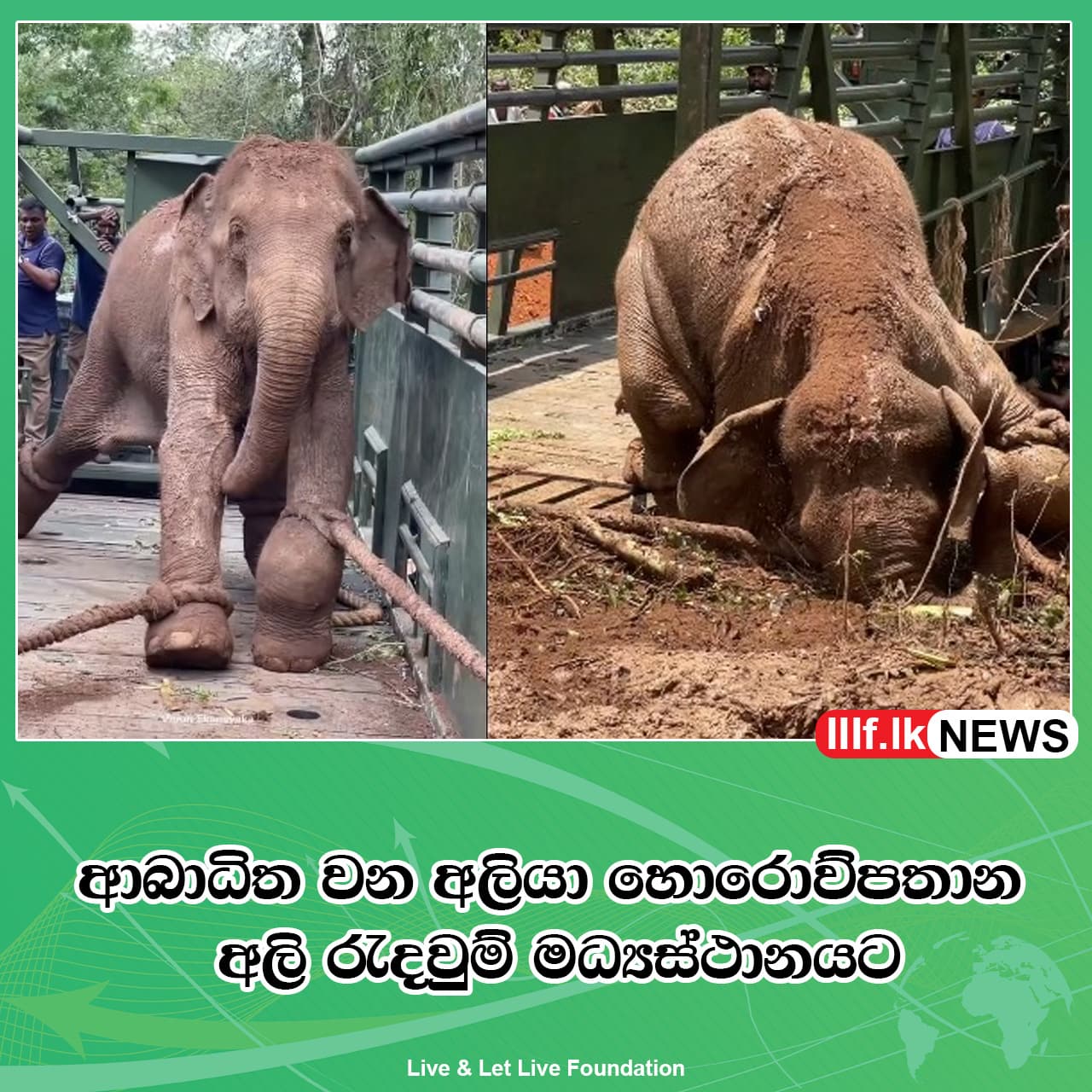 ආබාධිත වන අලියා හොරොව්පතාන අලි රැදවුම් මධ්‍යස්ථානයට