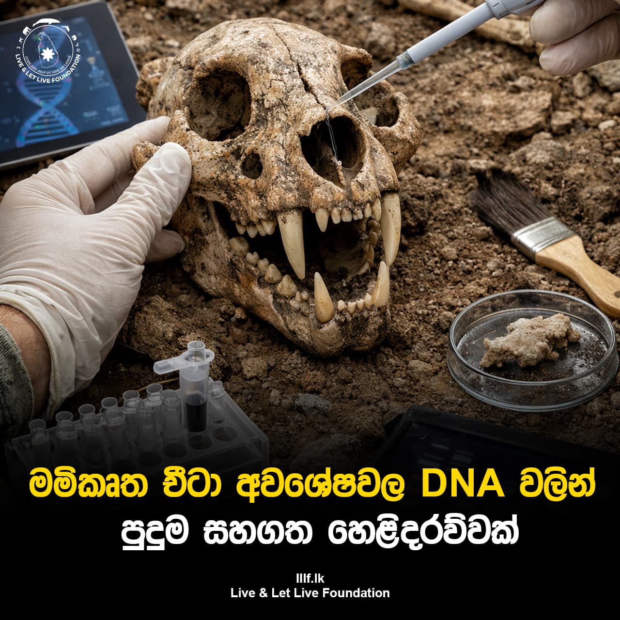 මමිකෘත චීටා අවශේෂවල DNA වලින් පුදුම සහගත හෙළිදරව්වක්