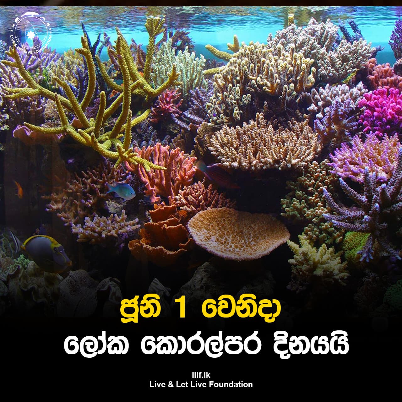 ජූනි 1 වෙනිදා ලෝක කොරල්පර දිනයයි