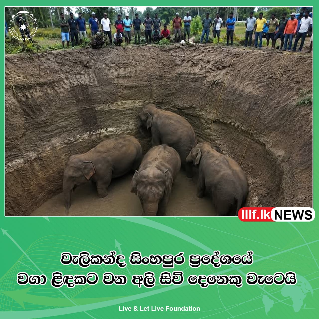 ගැඹුරු ළිඳකට වන අලි සිව්දෙනෙකු වැටී සිරවෙයි