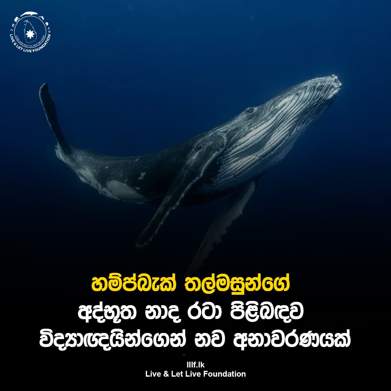 හම්ප්බැක් තල්මසුන්ගේ අද්භූත නාද රටා පිළිබඳව විද්යාඥයින්ගෙන් නව අනාවරණයක්