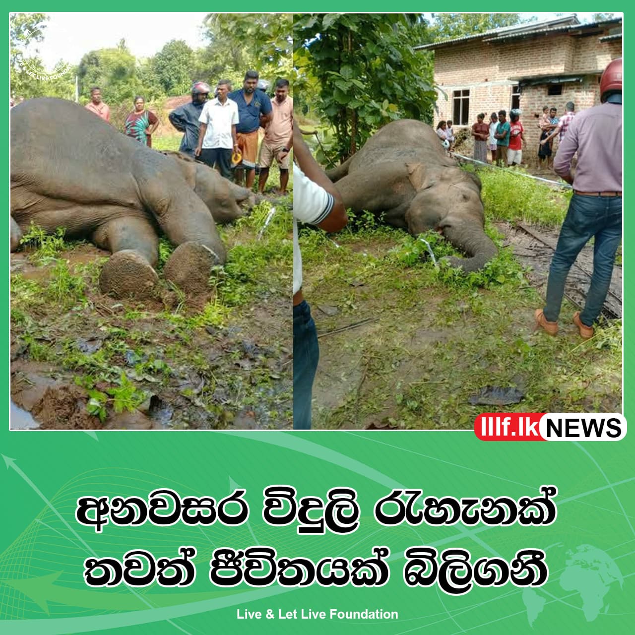 අනවසර විදුලි රැහැනක් තවත් ජීවිතයක් බිලිගනී
